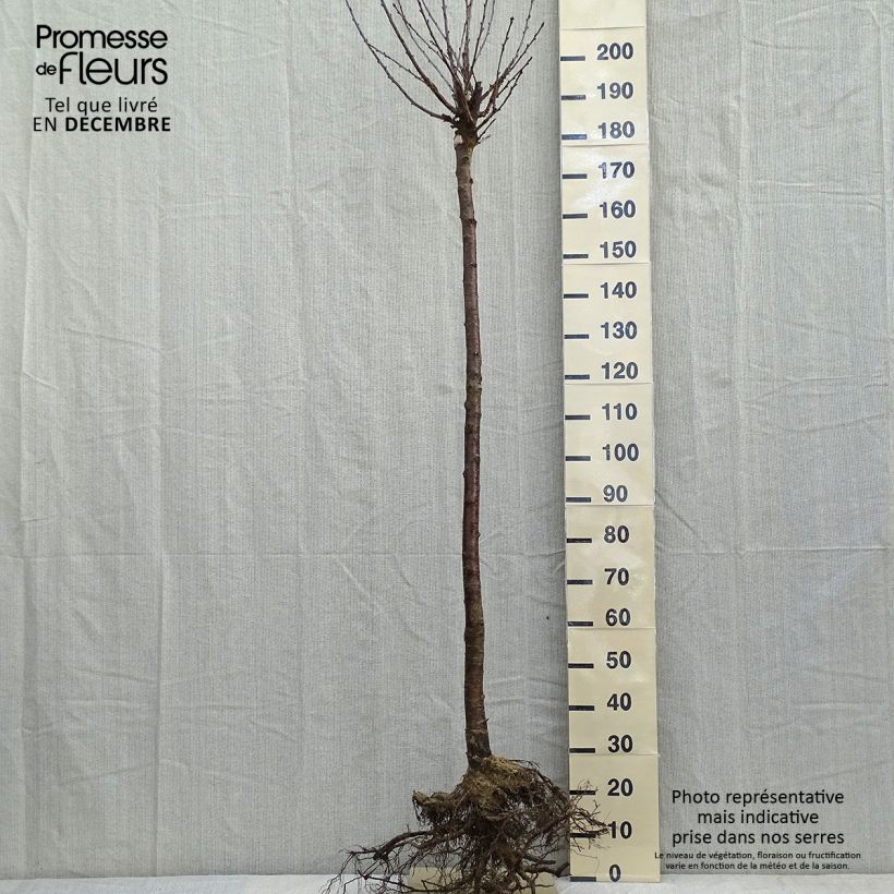 Prunus cerasus Anglaise Hâtive - Tart Cherry Tree Bare root, Half standard sample as delivered in winter