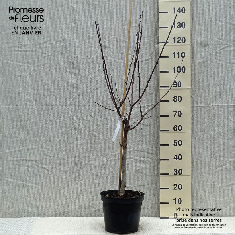 Prunus cerasus Anglaise Hâtive - Tart Cherry Tree 7.5L/10L pot, Goblet sample as delivered in winter