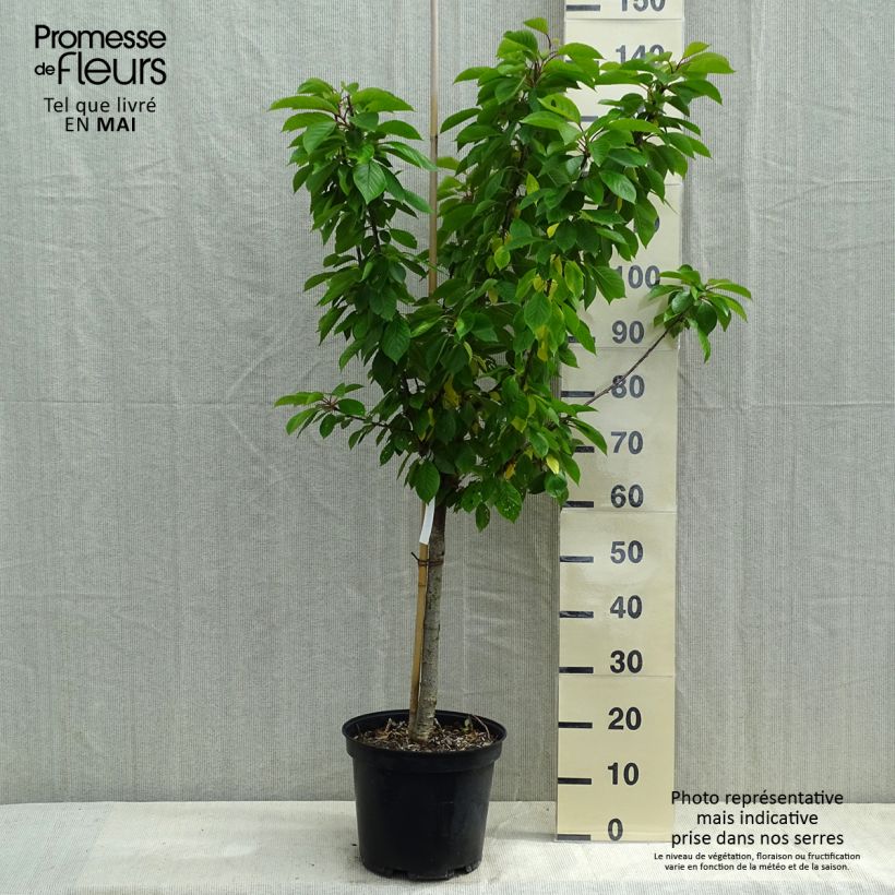 Prunus cerasus Anglaise Hâtive - Tart Cherry Tree 7.5L/10L pot, Goblet sample as delivered in spring