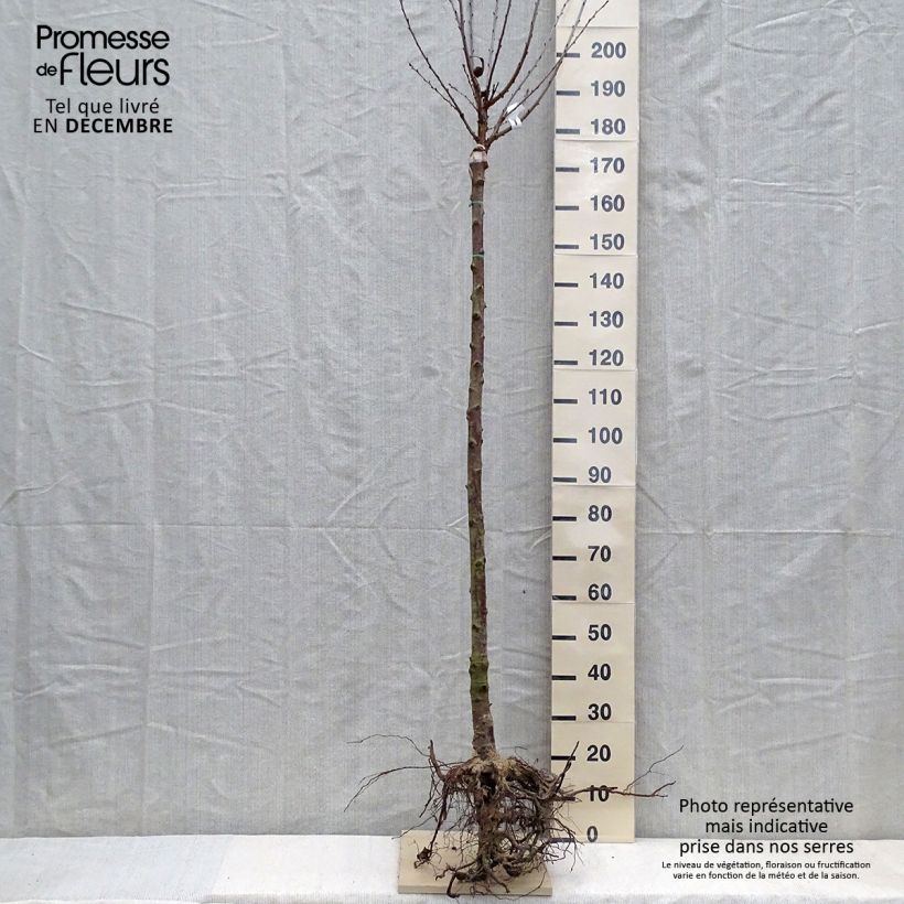 Prunus cerasus Anglaise Hâtive - Tart Cherry Tree Bare root, Goblet sample as delivered in winter