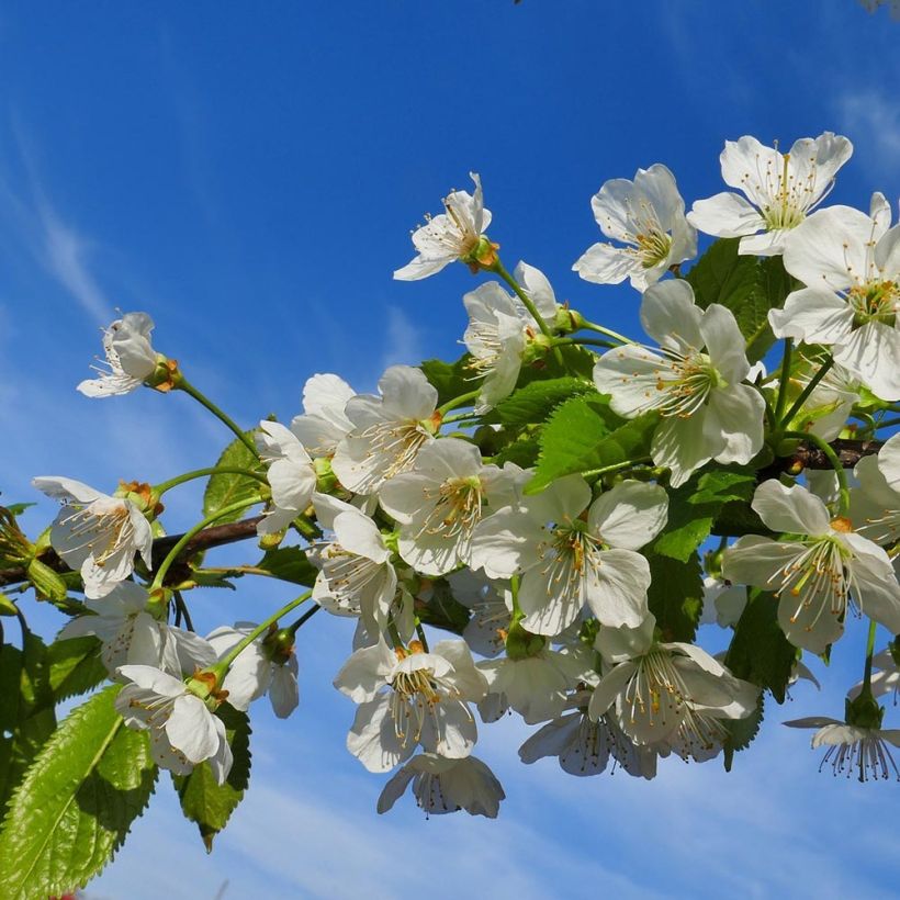 Prunus cerasus Bigarreau Coeur de Pigeon - Tart Cherry Tree (Flowering)
