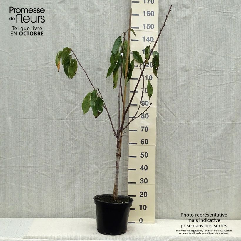 Prunus cerasus Bigarreau Coeur de Pigeon - Tart Cherry Tree 7.5L/10L pot, Goblet sample as delivered in autumn