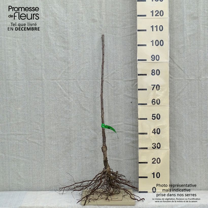Prunus avium Bigarreau Lapins - Cherry Tree Bare root, Scion sample as delivered in winter