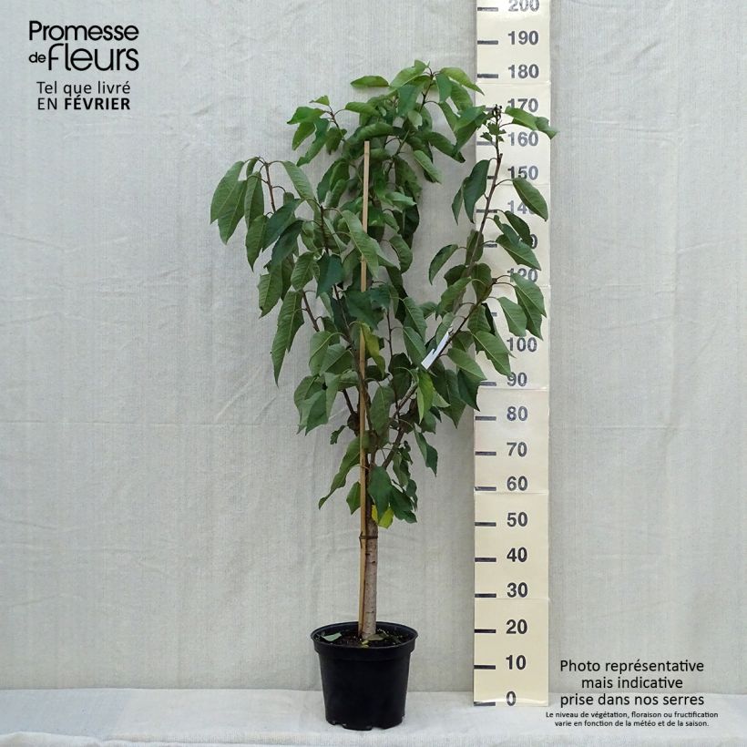 Prunus avium Moreau - Cherry Tree 7.5L/10L pot, Goblet sample as delivered in autumn
