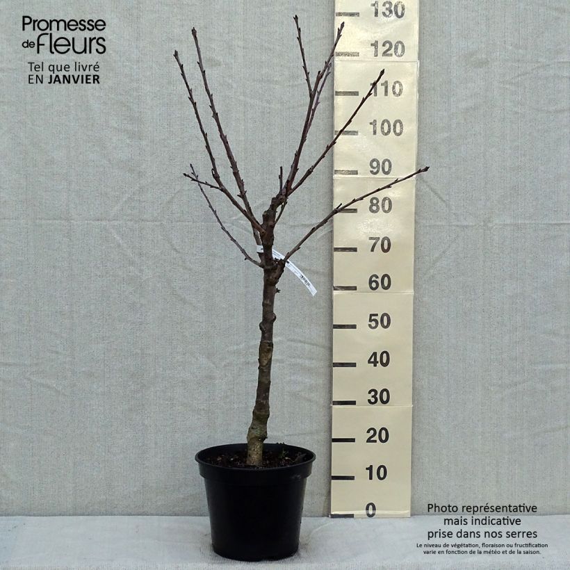Prunus cerasus Bigarreau Napoléon - Tart Cherry Tree 7.5L/10L pot, Goblet sample as delivered in winter
