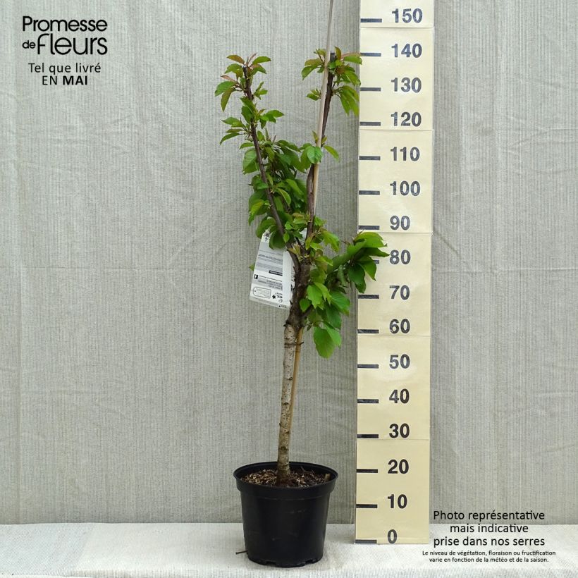 Prunus cerasus Bigarreau Napoléon - Tart Cherry Tree 7.5L/10L pot, Goblet sample as delivered in spring