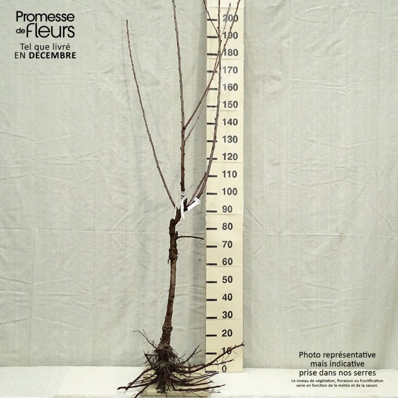 Prunus cerasus Bigarreau Napoléon - Tart Cherry Tree Bare root, Goblet sample as delivered in winter