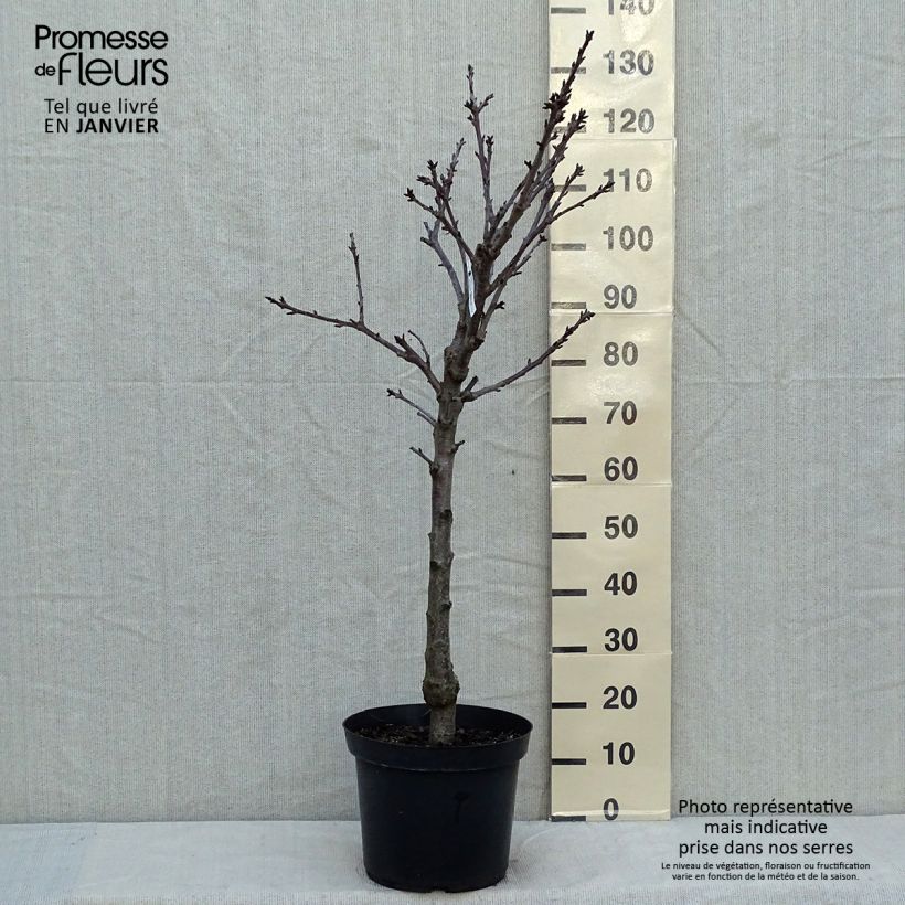 Prunus avium Bigarreau Summit - Cherry Tree 7.5L/10L pot, Goblet sample as delivered in winter
