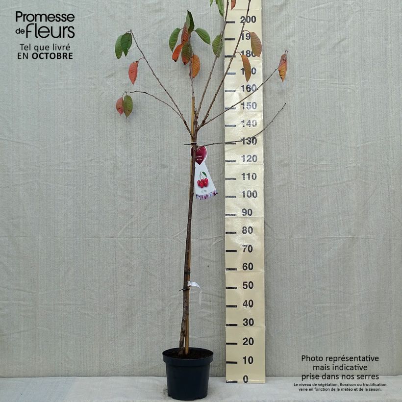Prunus avium Bigarreau Sunburst - Cherry Tree 7.5L/10L pot, Half standard sample as delivered in autumn