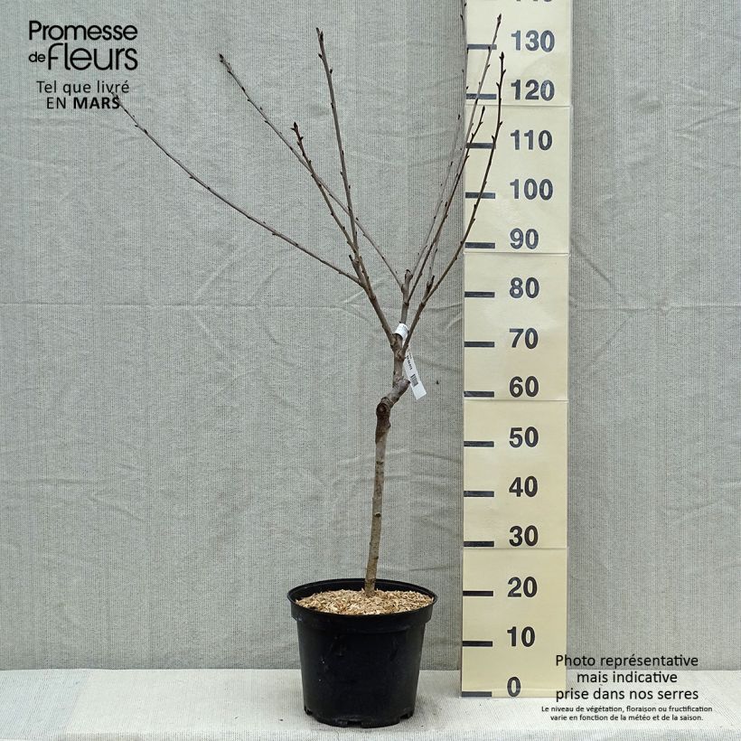 Prunus cerasus Early Rivers - Tart Cherry Tree 7.5L/10L pot, Goblet sample as delivered in spring