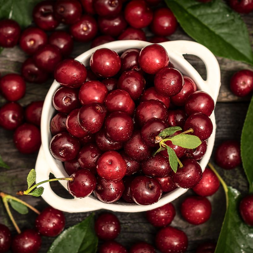 Prunus cerasus Shangai - Tart Cherry (Harvest)