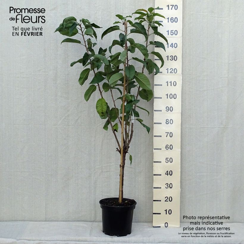 Prunus cerasus Rainier - Tart Cherry 7.5L/10L pot, Goblet sample as delivered in autumn