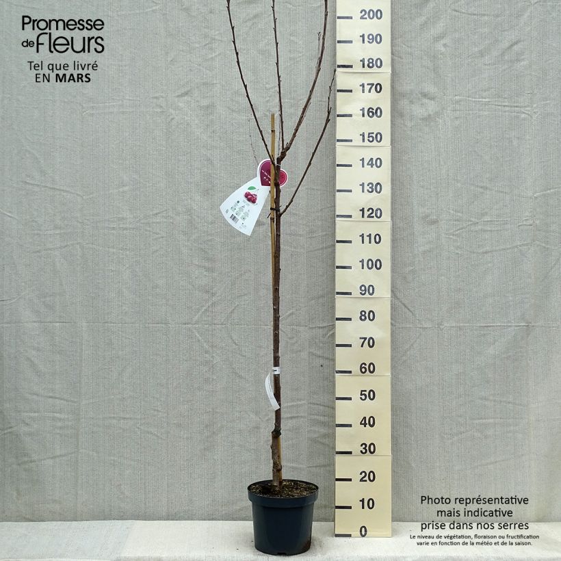 Prunus avium Schneiders Späte Knorpelkirsche - Cherry Tree 7.5L/10L pot, Half standard sample as delivered in spring