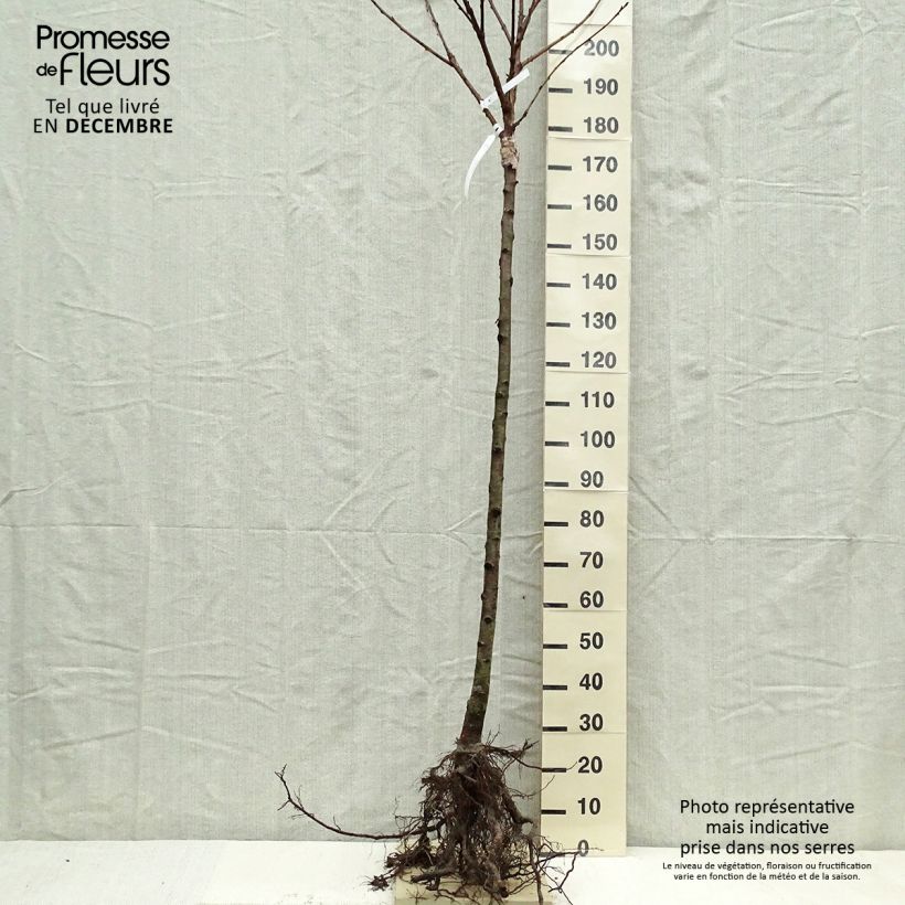 Prunus avium Schneiders Späte Knorpelkirsche - Cherry Tree Bare root, Half standard sample as delivered in winter
