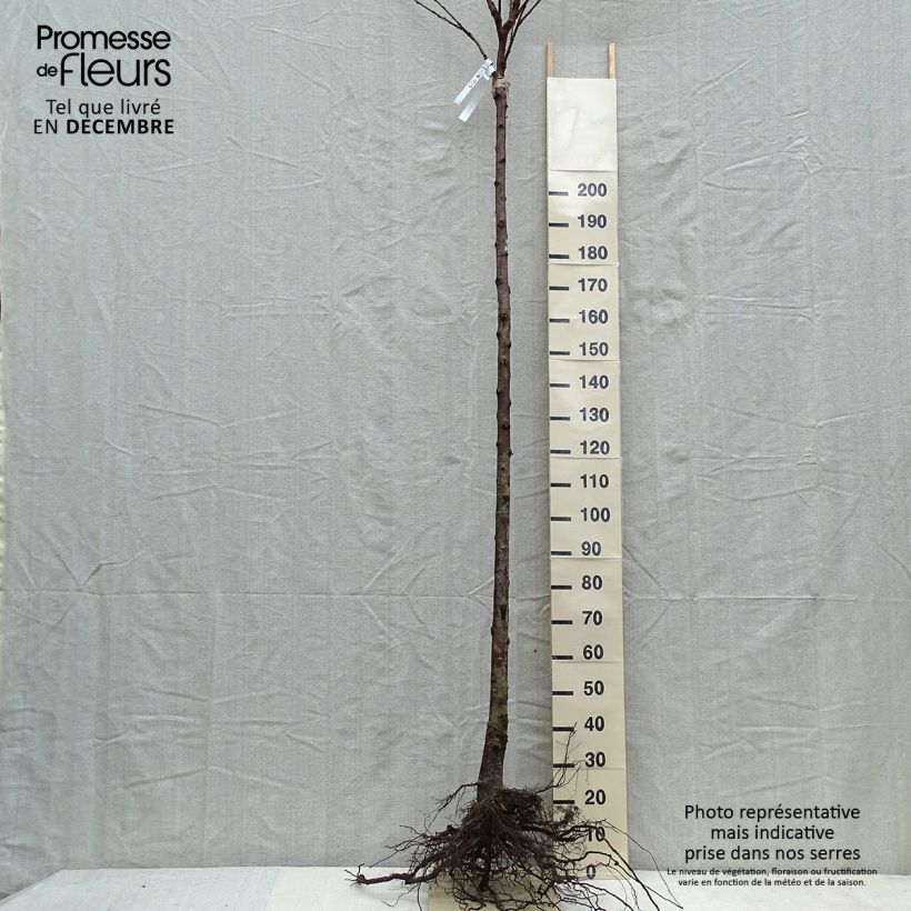 Prunus avium Schneiders Späte Knorpelkirsche - Cherry Tree Bare root, Goblet sample as delivered in winter