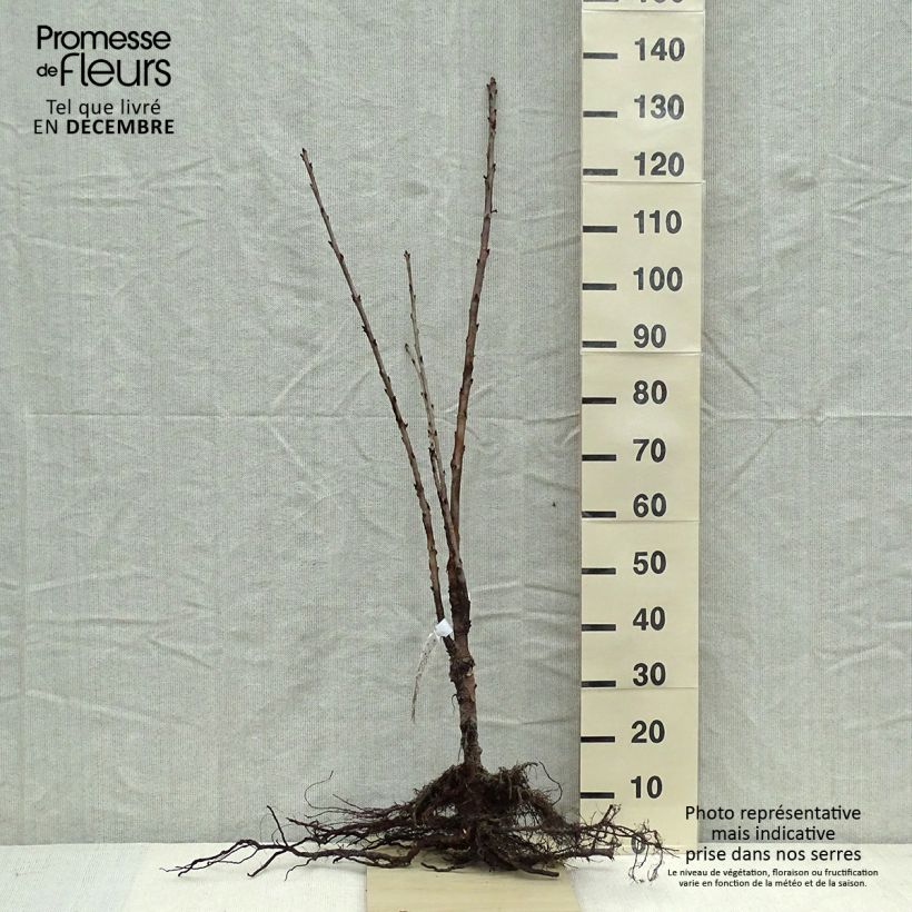 Prunus avium Schneiders Späte Knorpelkirsche - Cherry Tree Bare root, Standard sample as delivered in winter