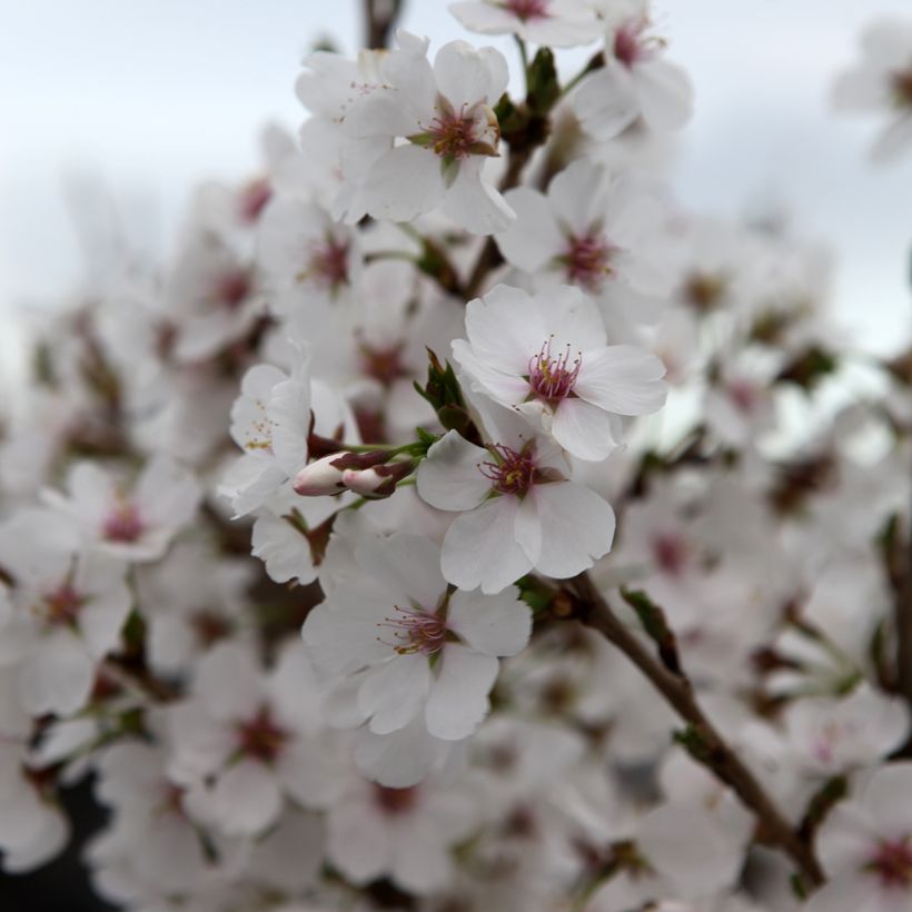 Prunus Royal Flame® - Ornemental Cherry Tree (Flowering)