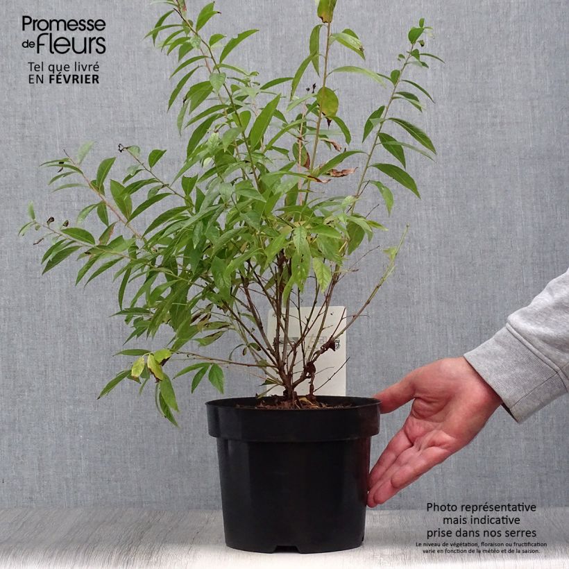 Prunus glandulosa Alba Plena - Dwarf flowering Almond 2L/3L pot sample as delivered in autumn