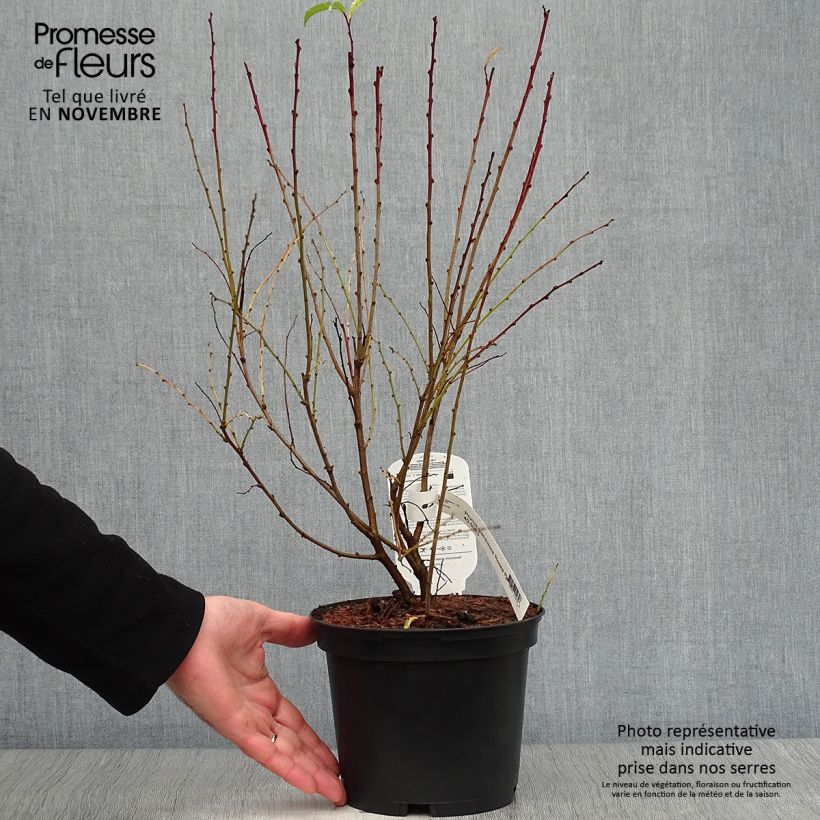 Prunus glandulosa Rosea Plena - Dwarf flowering Almond 3L/4L pot sample as delivered in autumn