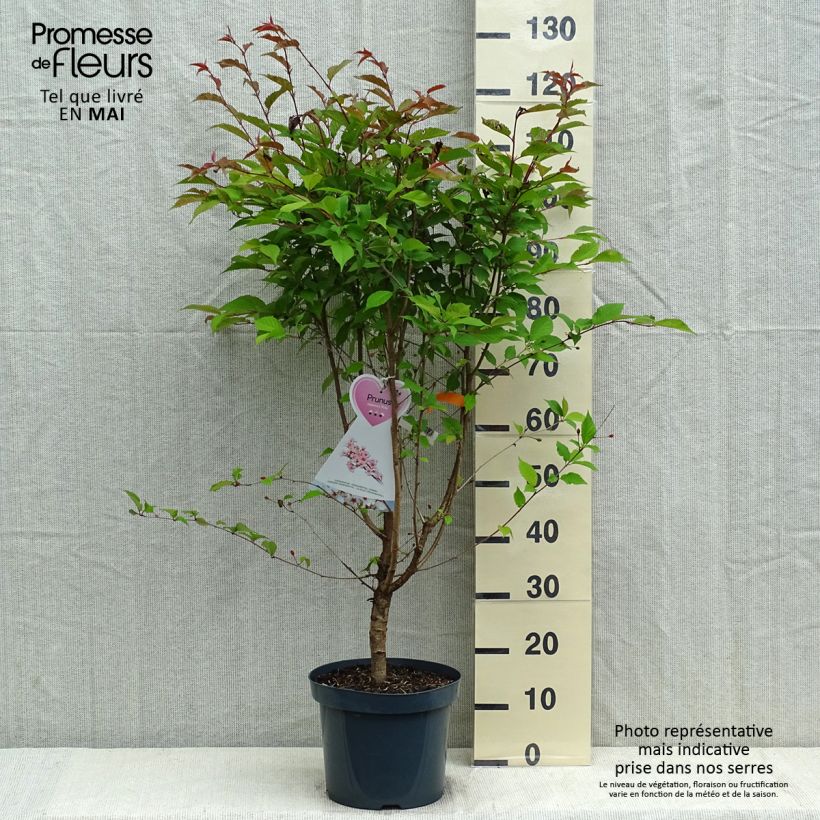 Prunus nipponica var. kurilensis Ruby - Kuril Cherry 7.5L/10L pot sample as delivered in spring