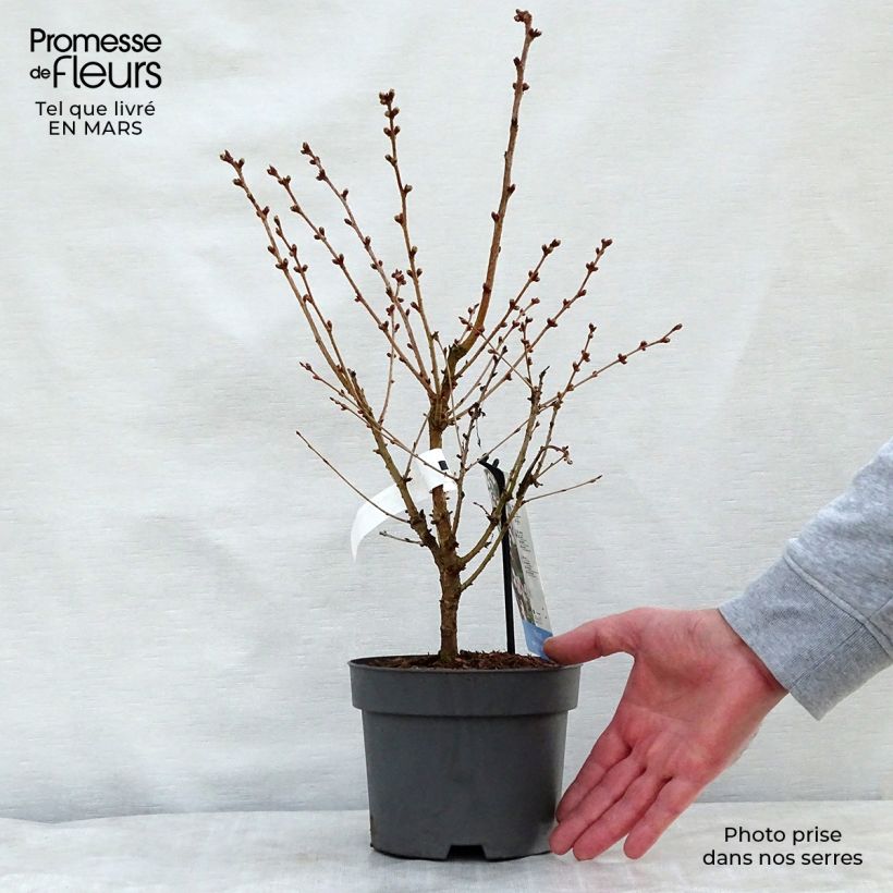 Prunus nipponica var. kurilensis Brillant - Kuril Cherry 2L/3L pot sample as delivered in spring