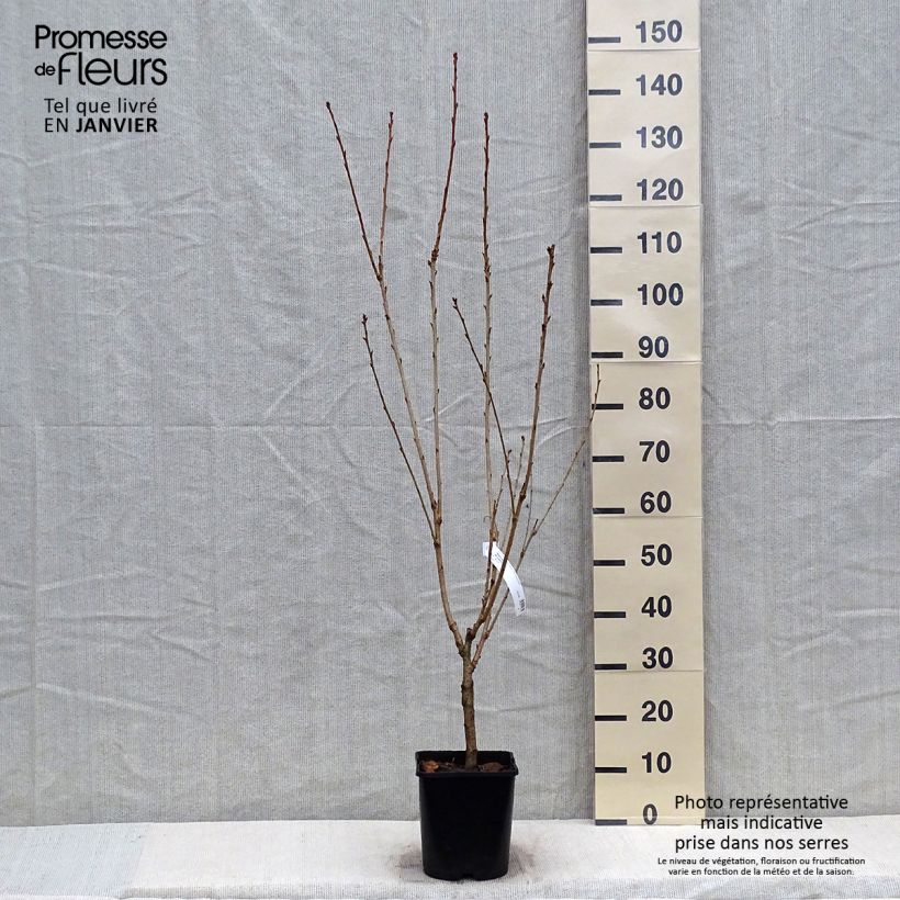 Prunus serrulata Pink Perfection - Japanese Cherry 4L/5L pot sample as delivered in winter