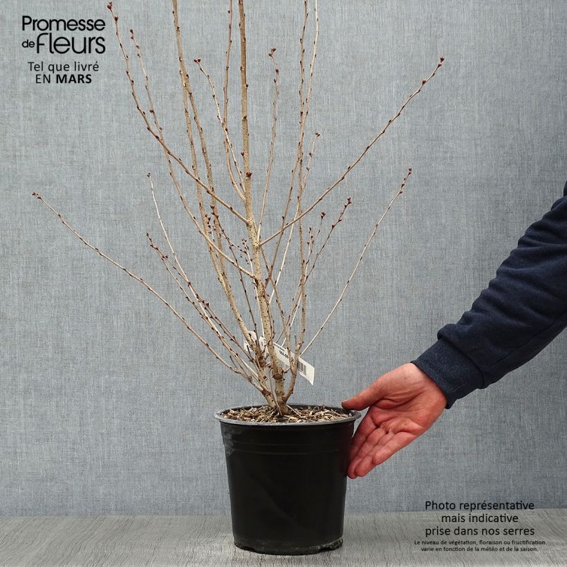 Prunus subhirtella Fukubana - Winter-flowering Cherry 4L/5L pot sample as delivered in winter