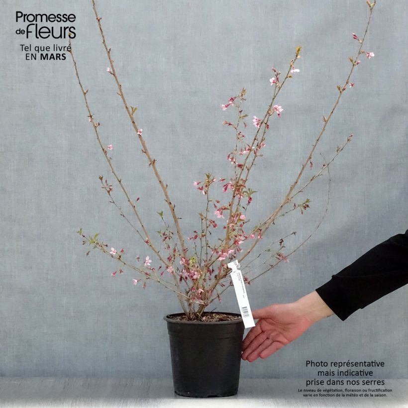 Prunus subhirtella Fukubana - Winter-flowering Cherry 4L/5L pot sample as delivered in spring