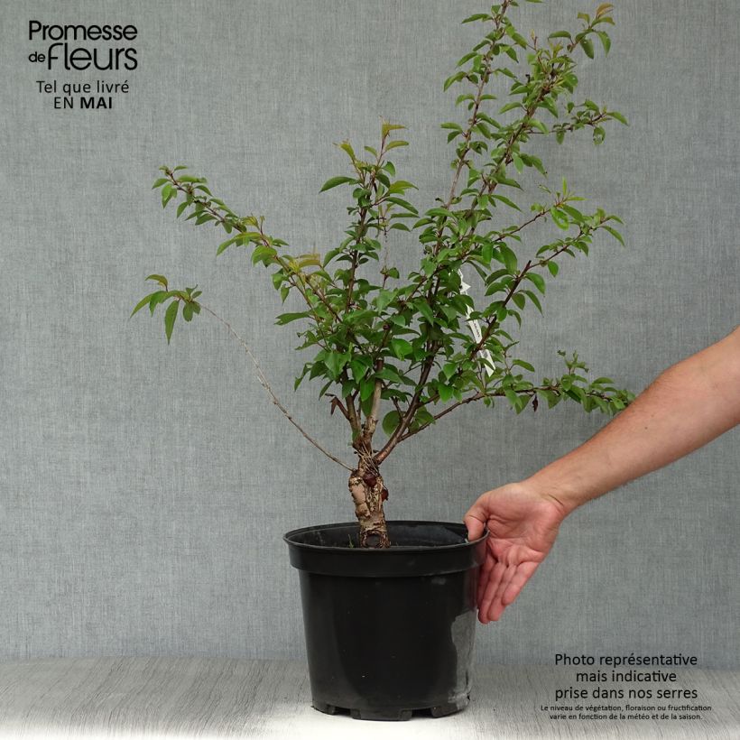 Prunus subhirtella Fukubana - Winter-flowering Cherry 7.5L/10L pot sample as delivered in spring