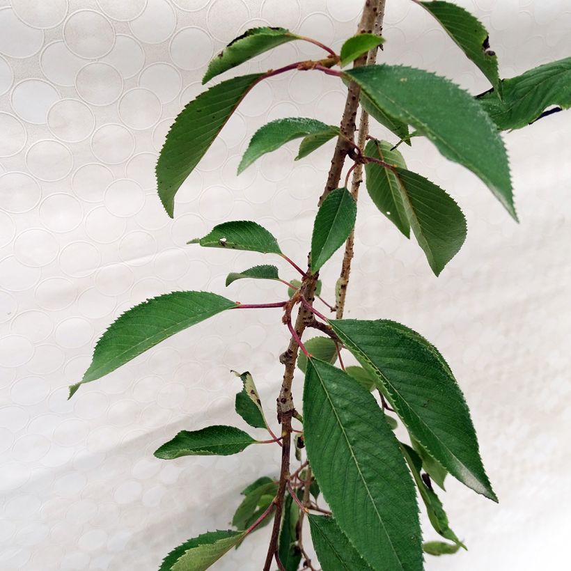 Prunus subhirtella Pendula Rubra - Wheeping Cherry (Foliage)
