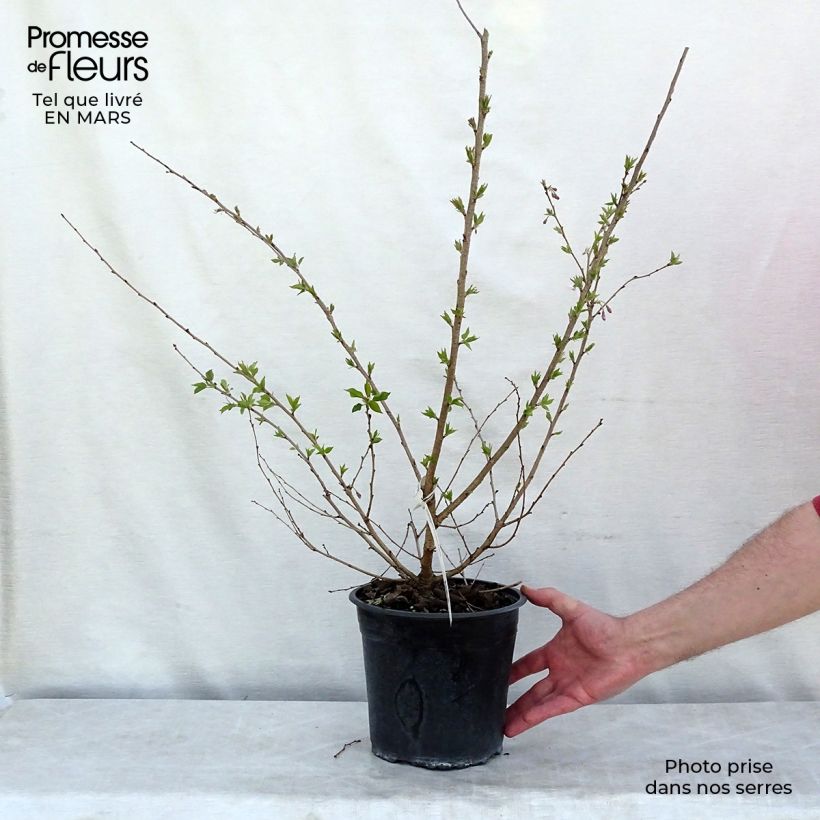 Prunus Autumnalis Rosea - Cherry 4L/5L pot sample as delivered in winter