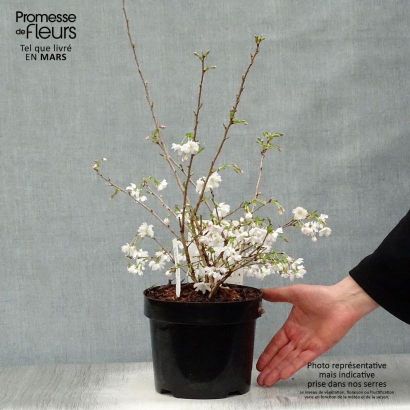 Prunus incisa Mikinori - Cherry 3L/4L pot sample as delivered in spring
