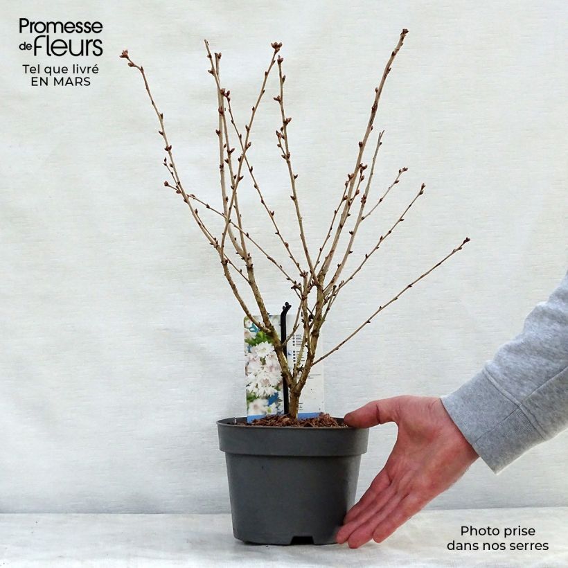 Prunus incisa Oshidori - Cherry 2L/3L pot sample as delivered in spring