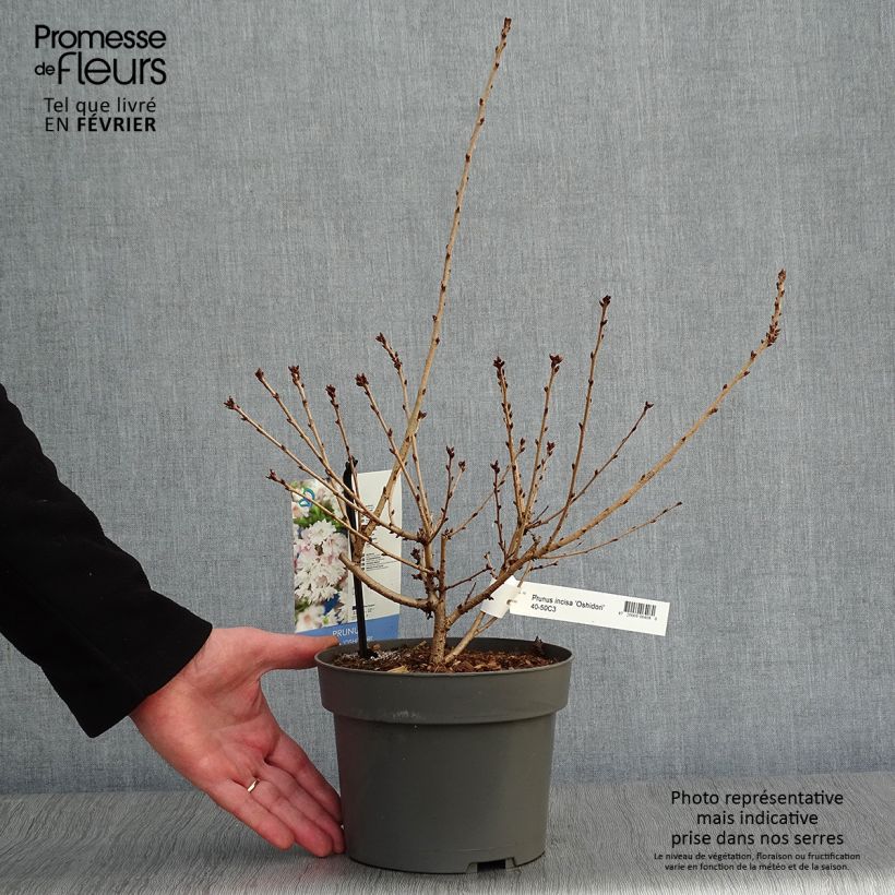 Prunus incisa Oshidori - Cherry 2L/3L pot sample as delivered in winter