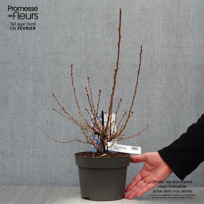 Prunus incisa Paean - Cherry 2L/3L pot sample as delivered in winter
