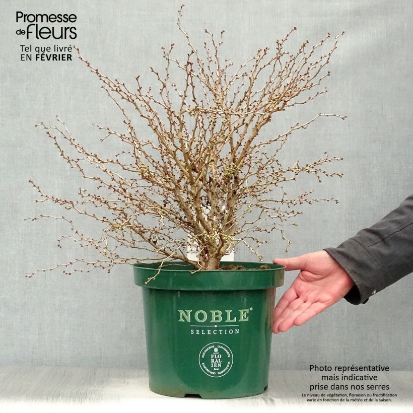 Prunus incisa Kojo-No-Mai - Cherry 7.5L/10L pot sample as delivered in winter