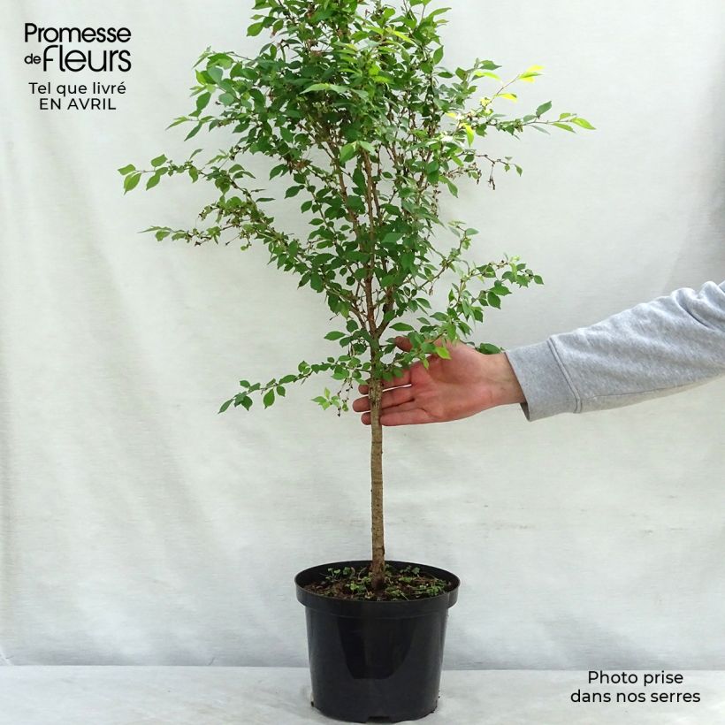 Prunus incisa Kojo-No-Mai - Cherry 4L/5L pot, Standard sample as delivered in spring