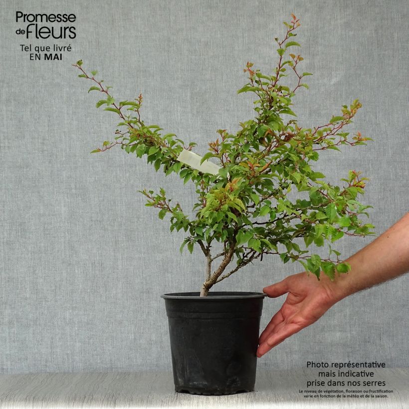 Prunus incisa Kojo-No-Mai - Cherry 2L/3L pot sample as delivered in spring
