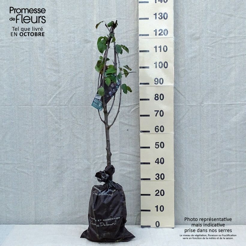 Prunus avium Bigarreau Bigalise - Cherry Tree Ready-to-plant root ball, Goblet sample as delivered in autumn