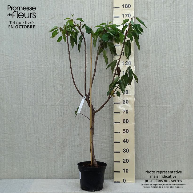 Prunus avium Bigarreau Burlat - Cherry Tree 7.5L/10L pot, Goblet sample as delivered in autumn