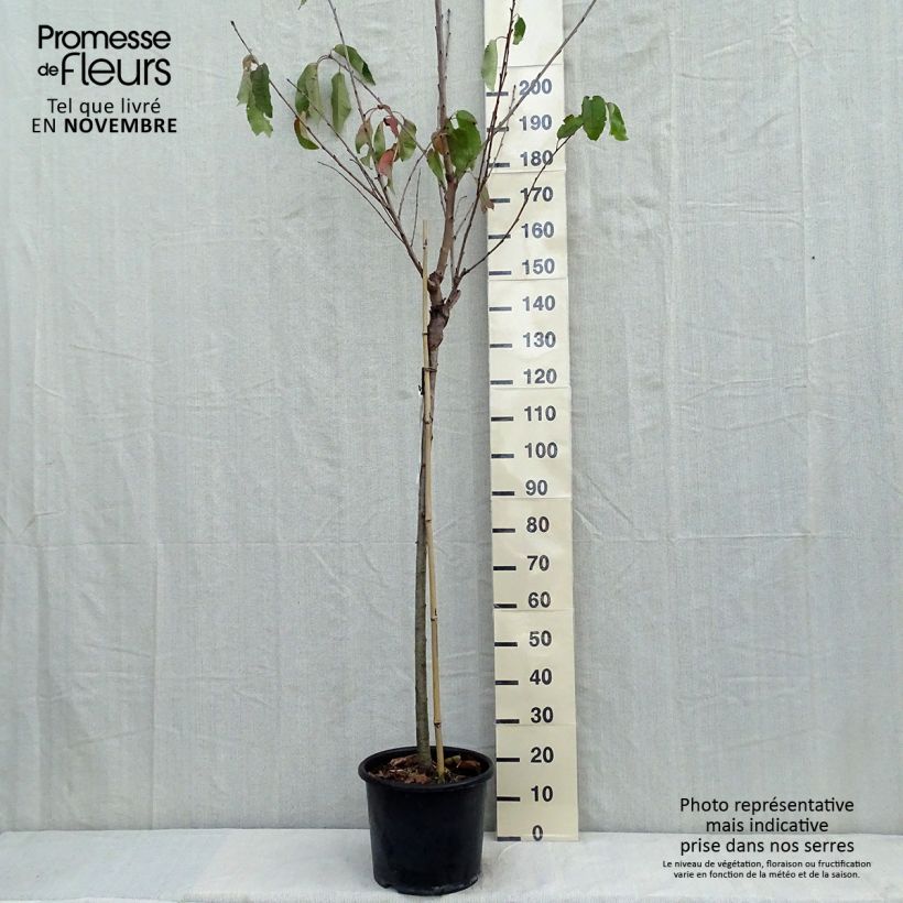 Prunus avium Bigarreau Burlat - Cherry Tree 7.5L/10L pot, Half standard sample as delivered in autumn