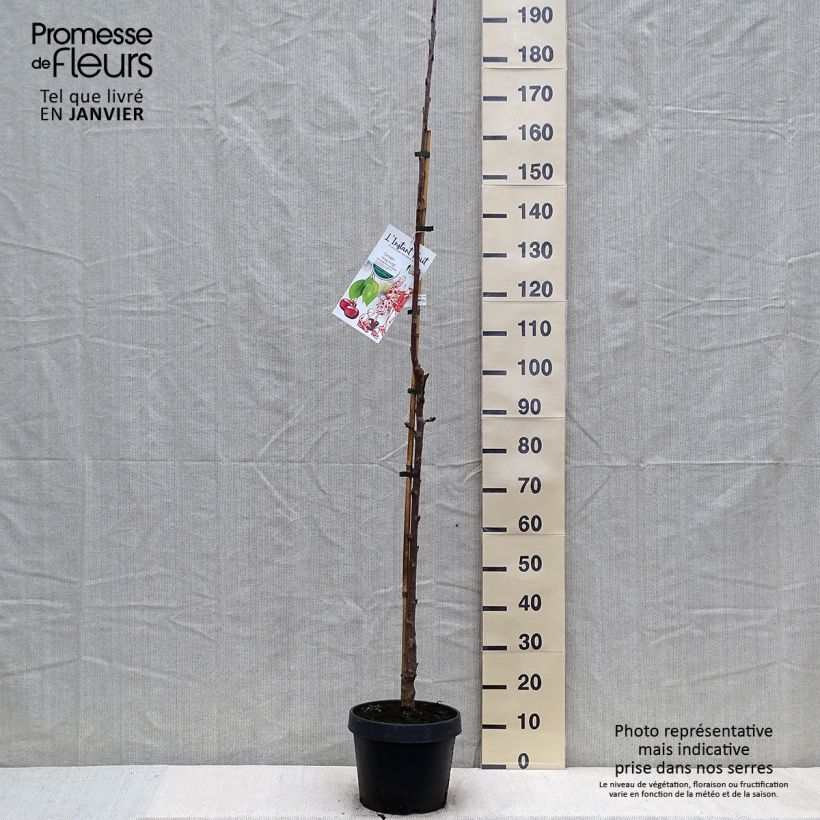 Prunus cerasus Hong kong - Tart Cherry Tree 6L/7L pot, Columnar sample as delivered in winter