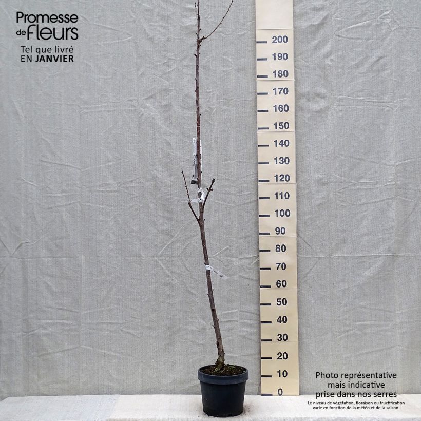 Prunus cerasus Shangai - Tart Cherry 6L/7L pot, Columnar sample as delivered in winter