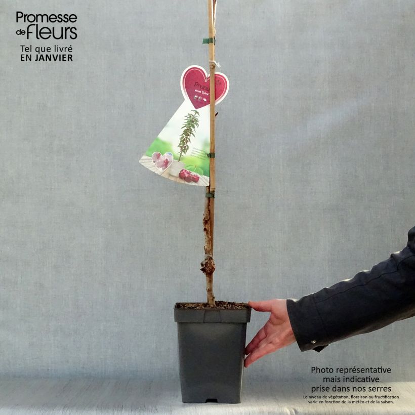 Prunus avium Sylvia - Cherry Tree 4L/5L pot, Columnar sample as delivered in winter