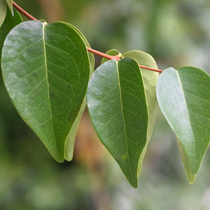 Eugenia uniflora - Cayenne cherry, Surinam cherry (Foliage)