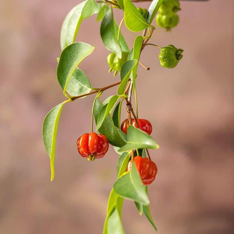 Eugenia uniflora - Cayenne cherry, Surinam cherry (Harvest)
