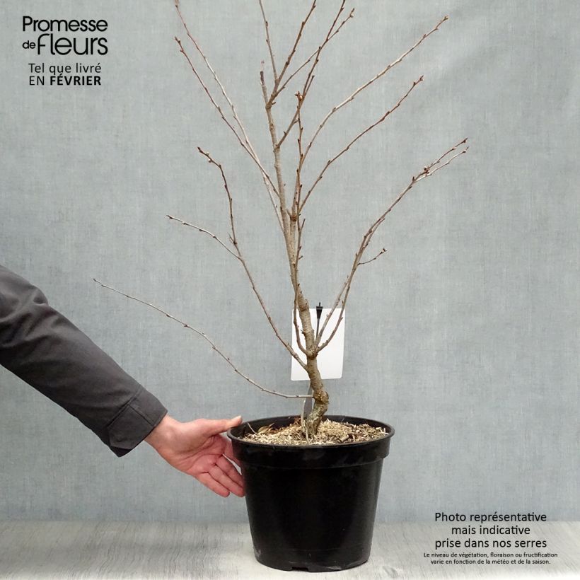Prunus Accolade - Cherry 7.5L/10L pot sample as delivered in winter