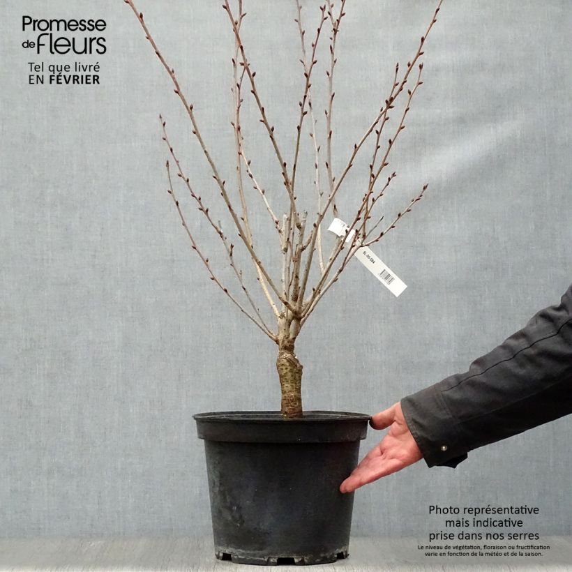Prunus serrulata Kanzan - Japanese Cherry 7.5L/10L pot sample as delivered in winter