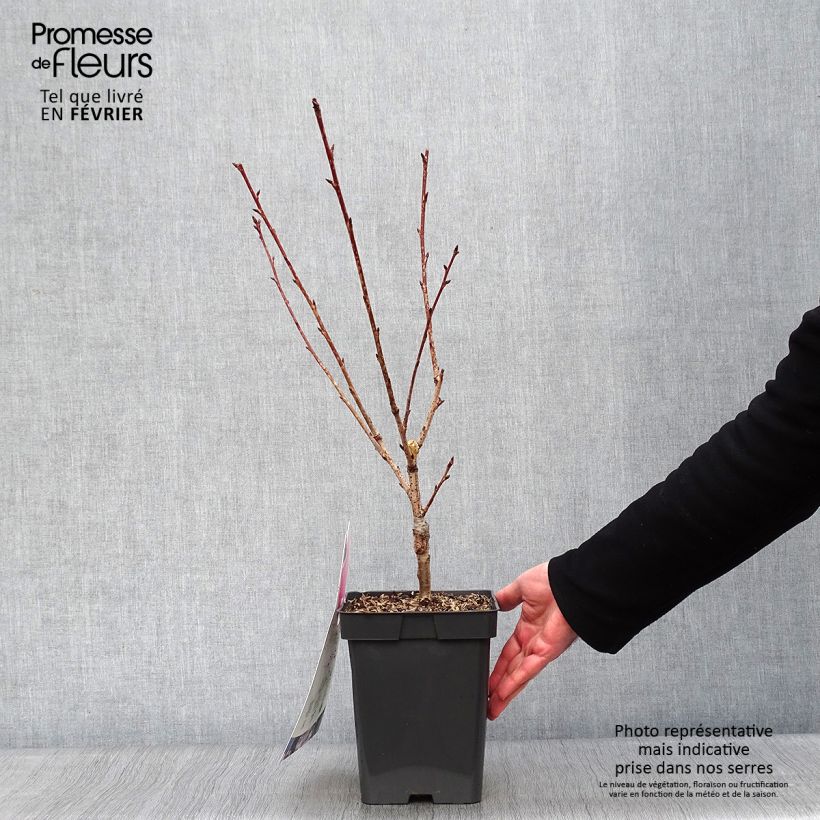 Prunus serrulata Kanzan - Japanese Cherry 4L/5L pot sample as delivered in winter