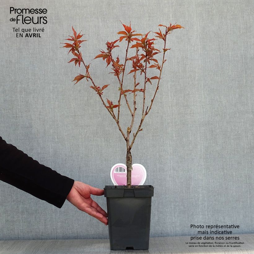 Prunus serrulata Kanzan - Japanese Cherry 4L/5L pot, Bush sample as delivered in spring